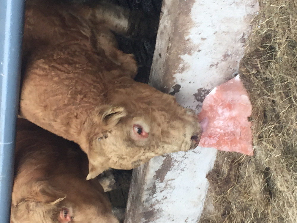 walsh agri walsh agri